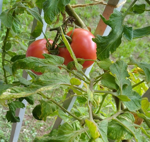 今年はトマト栽培成功！