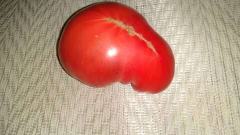 トマト収穫してたよー!